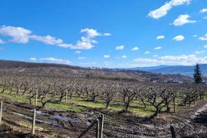 Staţiunea Pomicolă Bistriţa vinde puieţi adaptaţi condiţiilor din zonă