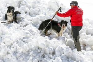 Câinii Salvamont, la stagiu de pregătire în Munţii Făgăraş