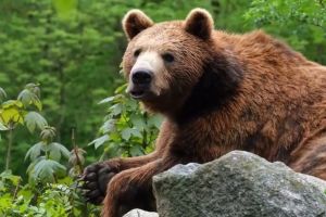 „Un SMS pentru un URS” – 2 euro pentru urşii aflaţi în Sanctuarul Libearty de la Zărneşti