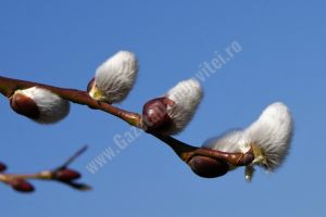 Prima jumătate a lunii martie aduce temperaturi mai ridicate decât în mod normal