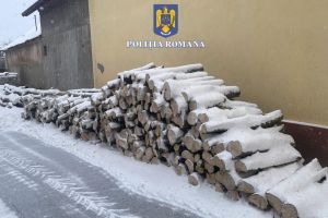 Doi bărbaţi au tăiat ilegal peste 50 de copaci dintr-o pădure de lângă Săcele (VIDEO)