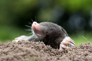 Agricultura pe înţelesul tuturor – Cum să ne protejăm ecologic grădina, casa şi gospodăria (9)