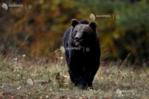 Senat/comisii: Cota de intervenţie preventivă pentru ursul brun – 859 de exemplare pentru 2026 (raport de admitere)