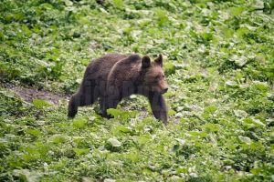 Jandarmeria Buzău, în alertă. Zeci de apeluri la 112 din cauza urşilor tot mai prezenţi în gospodării