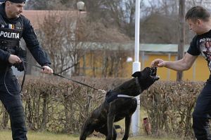 Locuitori din apropierea Centrului Chinologic Sibiu, deranjaţi de lătratul câinilor: au cerut în instanţă închiderea acestuia