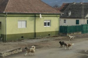 Câini agresivi, lăsaţi liberi într-un sat din Sibiu. Poliţia l-a amendat pe stăpân