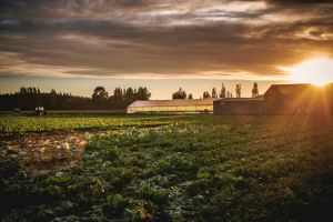 Motosapa în gospodărie: ajutorul discret care îţi uşurează munca de la prima brazdă la ultima recoltă