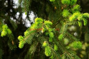 Mugurii de brad, aliatul în lupta cu mai multe afecţiuni. Cum îi poţi folosi eficient