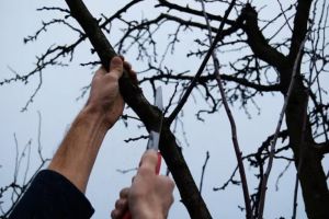 Agricultura pe înţelesul tuturor – Lucrări agricole în livada şi via aflate în repausul vegetativ