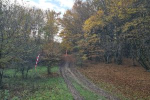 Două drumuri forestiere, studiate pentru a deveni străzi noi în Bistriţa