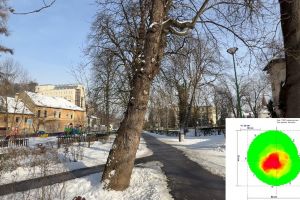 Peste 30 de arbori periculoşi din zona Aleii de Sub Tâmpa şi din Parcul Gheorghe Dima vor fi tăiaţi