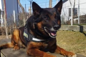 FOTO Pih, câinele jandarm din Botoşani împlineşte, astăzi, 14 ani. Scos din serviciul activ, trăieşte în continuare alături de jandarmul cu care a fost în misiuni