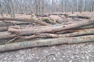 Acuzaţii de defrişări ilegale în pădurea din Delani. Garda Forestieră a mers în control (FOTO/VIDEO)