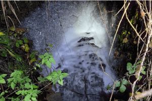 Mureşenii invitaţi să participe la elaborarea noului Plan de Management al bazinului hidrografic al râului Mureş