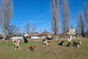 Lecţii de dresaj gratuit pentru câinii adoptaţi de la „Grivei”, dar şi dintr-un adăpost privat