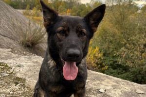 Eroina cu patru lăbuţe! O căţeluşă poliţistă a prins un hoţ de 15 ani