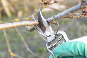 Agricultura pe înţelesul tuturor – Lucrări agricole în livada şi via aflate în repausul vegetativ