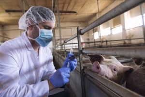 DSVSA Satu Mare: 78 de controale la ferme şi cabinete veterinare. Amenzi şi avertismente pentru vânzarea animalelor fără acte