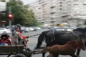 Ploiesti - intre Wi-Fi si balega de cal