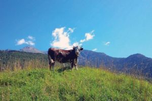 Prima pajiste ecologica din Prahova, certificata la Valea Doftanei