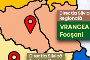 Direcţiile silvice din Vrancea şi Galaţi vor fi comasate într-o structură regională cu sediul la Focşani