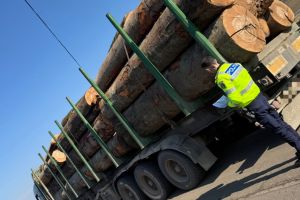 Peste 300 de maşini verificate la Botoşani. Controale la transportatorii de lemn şi deşeuri