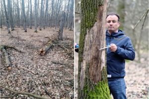 Furtul de lemne din pădurea Delani, reclamat Poliţiei. La control a participat şi şeful Gărzii Forestiere Naţionale