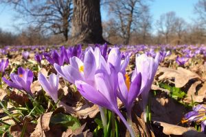 Covor mov în Pădurea din Șesul Orheiului. Au înflorit brânduşele de primăvară