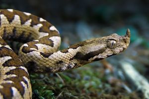 Viperele cu Corn au Apărut pe Clisura Dunării❗Cum Ne Protejăm?