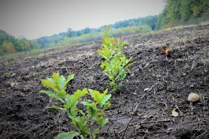 25 de milioane de puieţi vor fi plantaţi de Romsilva în campaniile de împăduriri din 2026