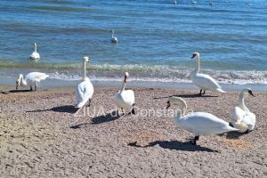 FOTO. Soare de martie si lebede pe plaja din Eforie Sud, judetul Constanta