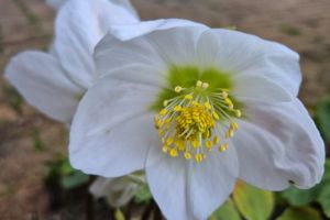 #ConstantaEsteBine: 8 martie 2026 Ziua Femeii si a 8-a Baba a lunii martie