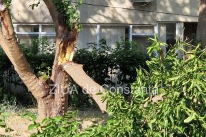 Victorie in instanta impotriva Primariei Constanta: Daune de 20.000 de euro pentru un tanar ranit de o creanga cazuta in parcarea Aqua Magic