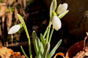 Presedintele Nicusor Dan - De Ziua Internationala a Femeii, vǎ multumesc pentru tot ce faceti pentru familiile dumneavoastra si pentru comunitate“