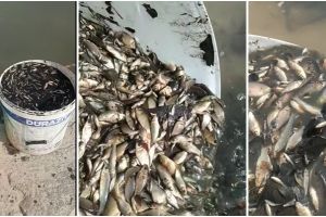 VIDEO. Pescar din Satu Mare a salvat mii de pui de peşte Grădina Romei. I-a mutat în Someş