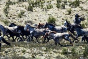 Un plan pentru sacrificarea a cateva mii de cai salbatici din Australia a fost anulat