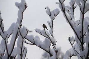 Vremea rece se întoarce. Meteorologii estimează un episod de iarnă în luna martie