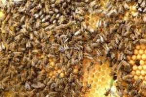 Iniţiativă legislativă a UDMR pentru sprijinirea apicultorilor cu 15 euro pe familia de albine