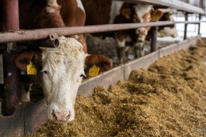 Revoluţie în protecţia animalelor în Europa: microcip obligatoriu pentru câini şi pisici şi reguli dure pentru transportul animalelor