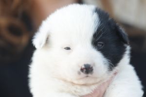 FOTO: Primaria Constanta continua campania Adopta un catel. Patru fratiori in varsta de aproximativ o luna asteapta sa-si gaseasca un camin 