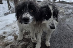 Pic şi Poc – Povestea noastră sfâşietoare: abandonaţi după un an de iubire la Braşov. Vrem ACASĂ, împreună!