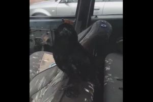 VIDEO INCREDIBIL. O cioară a distrus interiorul unei maşini în municipiul Satu Mare