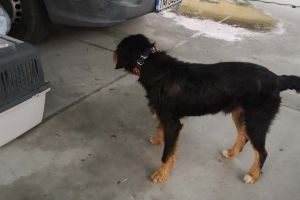 Sterilizare gratuită pentru 700 de câini şi 300 de pisici. Primăria Timişoara caută cabinete