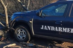 Un copac a căzut peste o autospecială a Jandarmeriei, în Satu Mare: subofiţerul de la volan a frânat rapid. Ce spun jandarmii