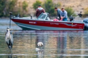 Lansări fără efort: cum încarci corect blank-ul pe lansete crap de 3.90 metri