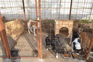 DSVSA Ialomiţa: Controale la adăposturile publice de câini fără stăpân