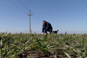 Pământul are din nou apă, după cinci ani de secetă. Culturile de grâu şi orz arată promiţător în Câmpia Română