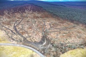 Amenzi de peste 80.000 de lei şi dosar penal pentru tăierea la ras a unei păduri din Cincu, judeţul Braşov