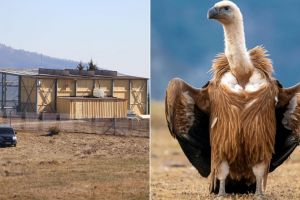O specie de vulturi dispărută de peste 70 de ani din România, readusă în Munţii Făgăraş