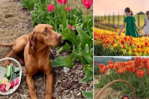 FOTO. Destinaţii spectaculoase la doar o oră de Timişoara. Câmpurile de lalele din Ungaria, noua atracţie de primăvară